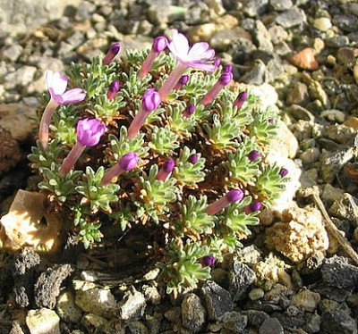 Dionysia_bryoides_fars_2007.jpg