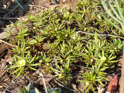 2018-04-08 Anemone x lipsiensis 'Schwefelfeuer'.jpg