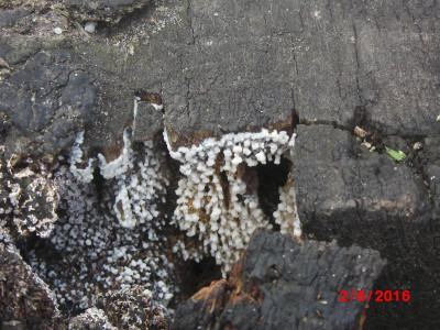 DSCI0342.JPG