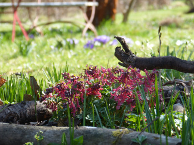 2018-04-08 Corydalis solida 'GP Baker' 2.jpg
