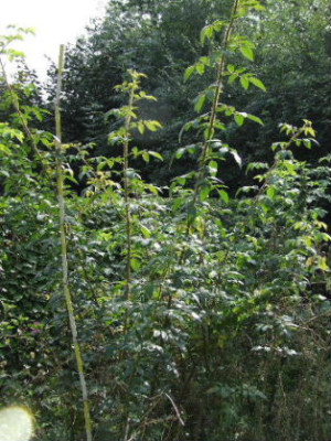 W_Lobb_Hab_1150.JPG