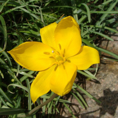 Tulipa sylvestris18.jpg