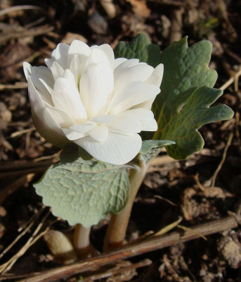 Sanguinaria canadensis18.jpg