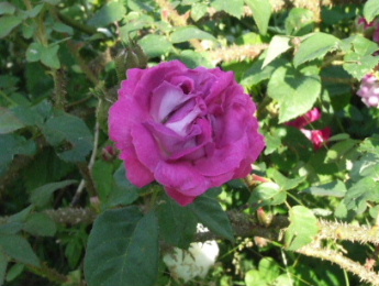 W_Lobb_Bl_0072.JPG