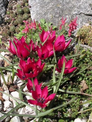 Tulipa kurdica 08.04.18.JPG