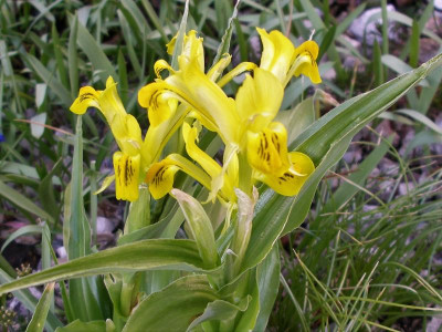 Iris bucharica  08.04.18.JPG