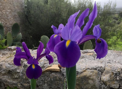 Iris tingitana_18-04-09.jpg