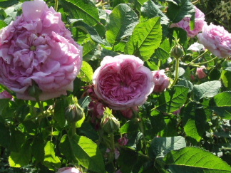 060630Flatterie0052.JPG