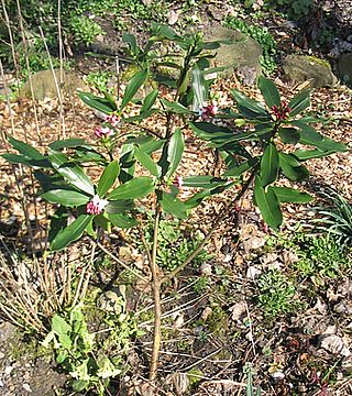 Daphne_odora_2_fras_2007.jpg