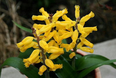 K_Lachenalia100307.jpg