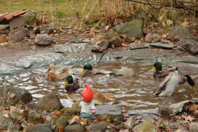 Enten_im_Teich_1.jpg