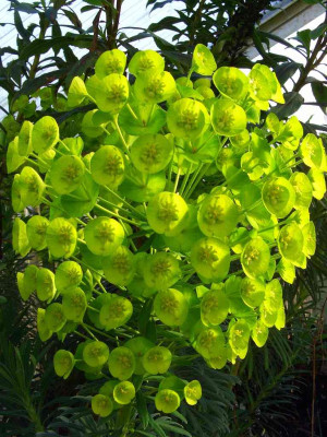 Euphorbia_characias_07.jpg