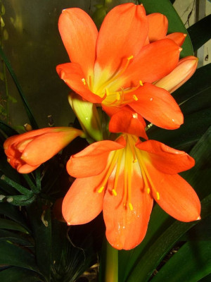 Clivia_miniata_07.jpg