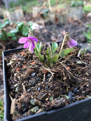 Viola jooii 2.jpg