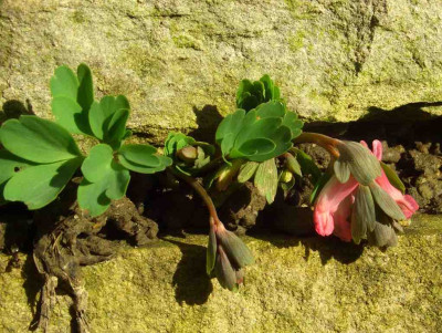 Corydalis_solida_Mauerblumchen.jpg