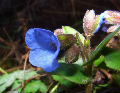Pulmonaria_angustifolia_07.jpg