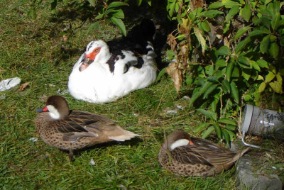Bahama_enten.jpg