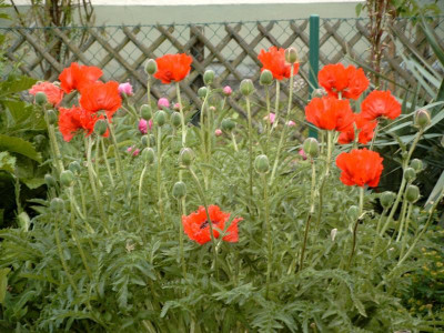 SIMG0680.jpg