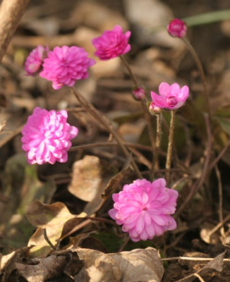 hepatica_rubra_plena_4647.jpg