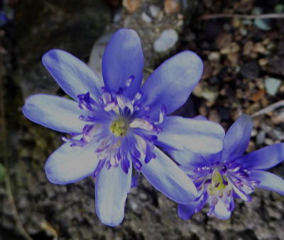 'Konny Greenfield' ...   24.3.18 016.jpg