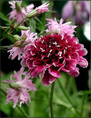 Scabiosa_Burgundy_Bonnets_Lychnis_f-c._Jenny.JPG
