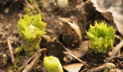paeonia_tenuifolia_rosea_4650.jpg