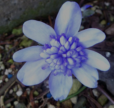 'Elison Spence' ...   24.3.18 001.jpg