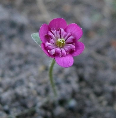 hepatica_rubra_plena_2018-04-07_241.jpg