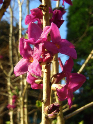 Daphne_mezereum_07.jpg