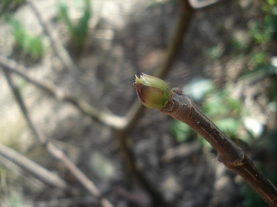 Pastil_090418.jpg
