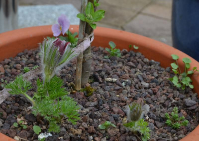 Pulsatilla-Sämlinge.18-1.jpg
