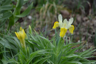 Iris_bucharica.18-1.jpg