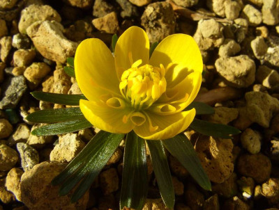 Eranthis_x_tubergenii_03.jpg