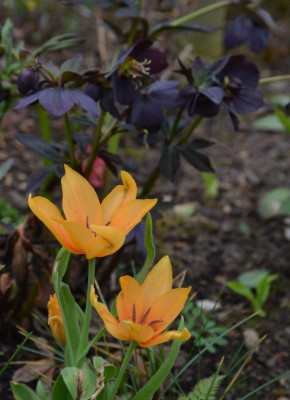 Tulipa-Shogun.18-1.jpg