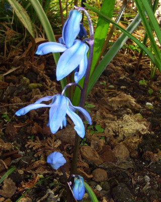 Scilla_x_sibrose_07-2.jpg