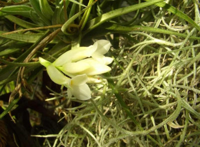 Tillandsia_aeranthos_weiss.jpg