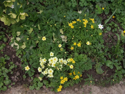 DSCF4992.JPG