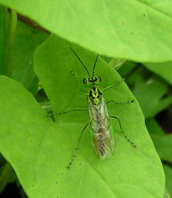 Rhogogaster_viridis_-_Gruene_Blattwespe_01.jpg