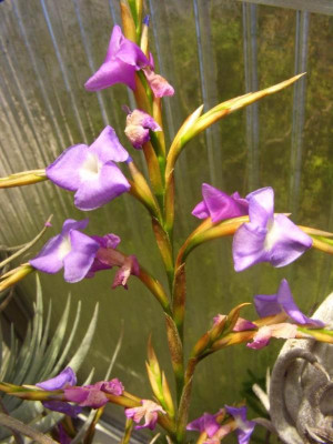 Tillandsia_duratii.jpg