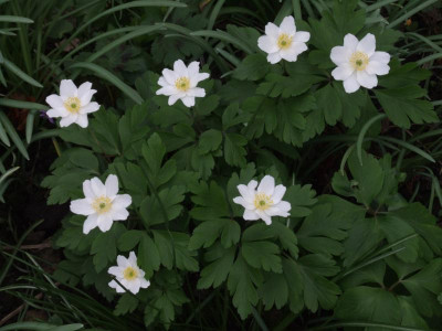 DSCF4979.JPG