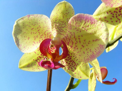 Phalaenopsis_P1.jpg
