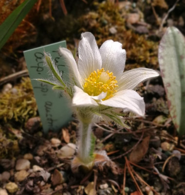 IMG_20180409_125042_ePulsatilla spec.jpg