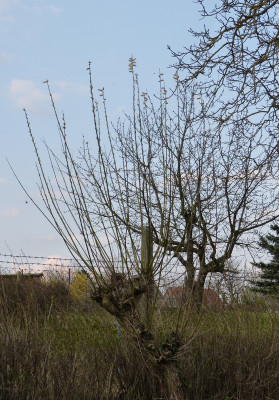 2018-04-10 Weide.jpg