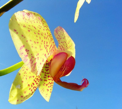 Phalaenopsis_P2.jpg