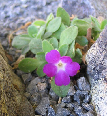 Primula_allionii_5_fars_2007.jpg