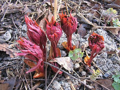 Paeonia_mairei_fars_2007.jpg