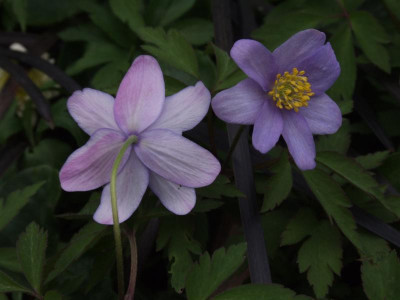 DSCF5016.JPG