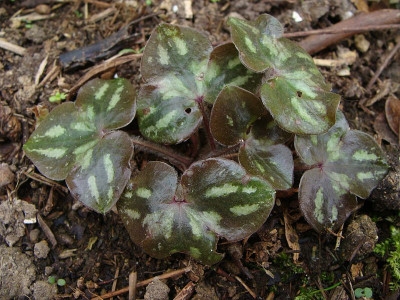 Hepatica nobilis Blätter.jpg