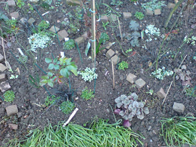 morbides_begleiterbeet.JPG