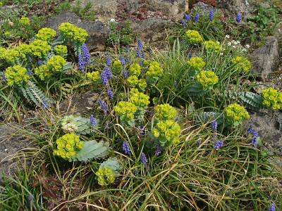 Euphorbia myrsinitis 18.jpg